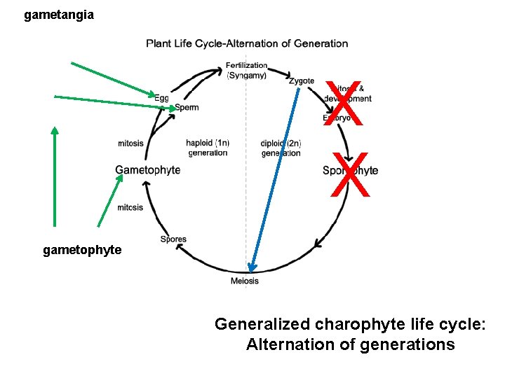 gametangia X X gametophyte Generalized charophyte life cycle: Alternation of generations 