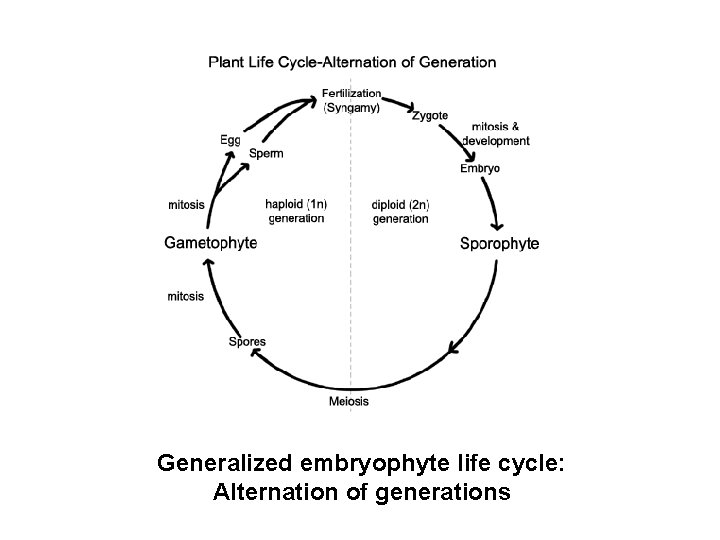 Generalized embryophyte life cycle: Alternation of generations 