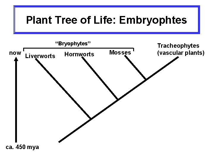 Plant Tree of Life: Embryophtes “Bryophytes” now Liverworts ca. 450 mya Hornworts Mosses Tracheophytes