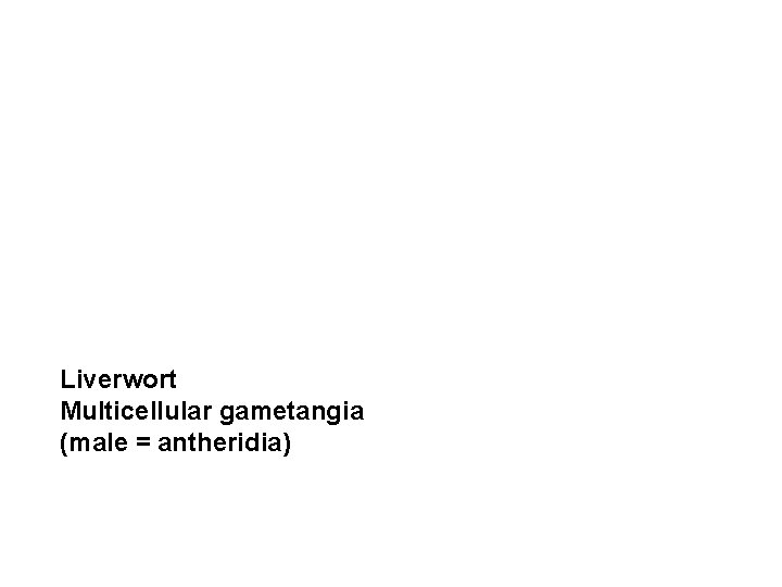 Liverwort Multicellular gametangia (male = antheridia) 