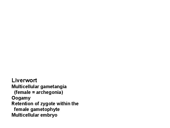 Liverwort Multicellular gametangia (female = archegonia) Oogamy Retention of zygote within the female gametophyte