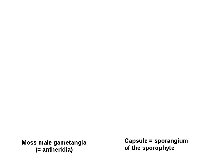 Moss male gametangia (= antheridia) Capsule = sporangium of the sporophyte 