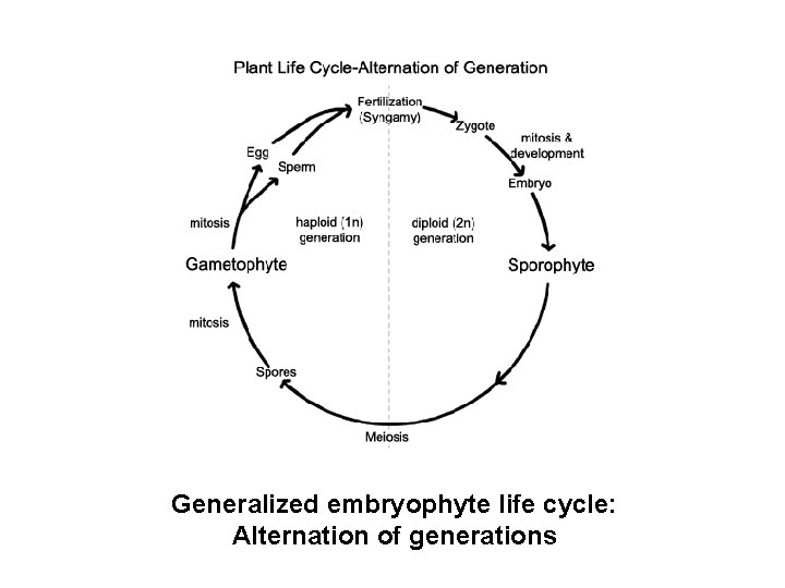 Generalized embryophyte life cycle: Alternation of generations 