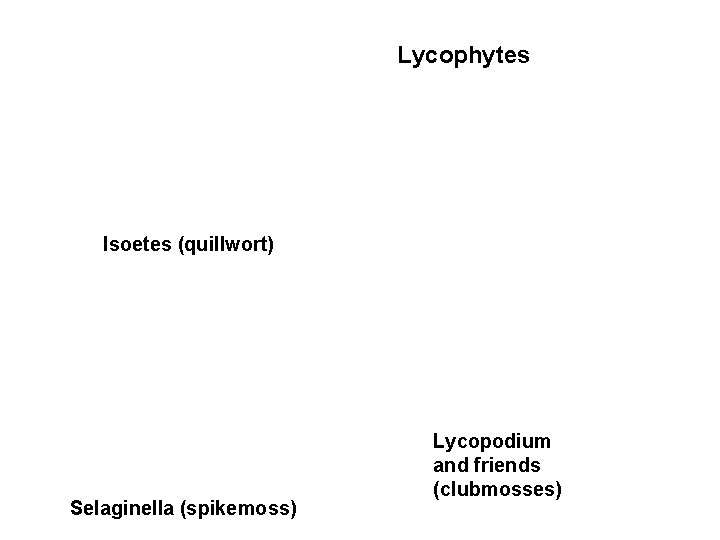 Lycophytes Isoetes (quillwort) Selaginella (spikemoss) Lycopodium and friends (clubmosses) 