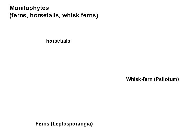 Monilophytes (ferns, horsetails, whisk ferns) horsetails Whisk-fern (Psilotum) Ferns (Leptosporangia) 