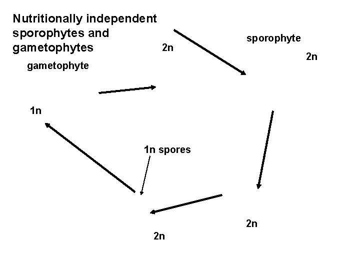 Nutritionally independent sporophytes and 2 n gametophytes sporophyte 2 n gametophyte 1 n 1