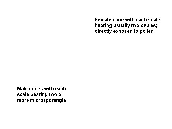 Female cone with each scale bearing usually two ovules; directly exposed to pollen Male