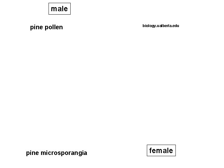 male pine pollen pine microsporangia biology. ualberta. edu female 