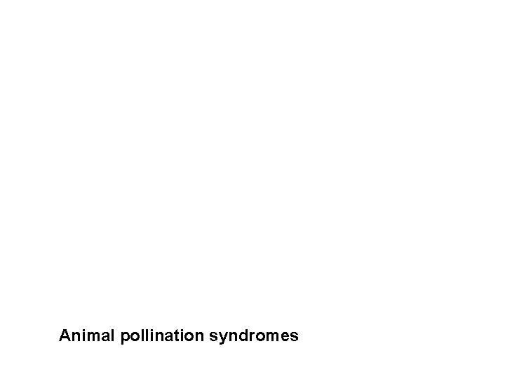 Animal pollination syndromes 