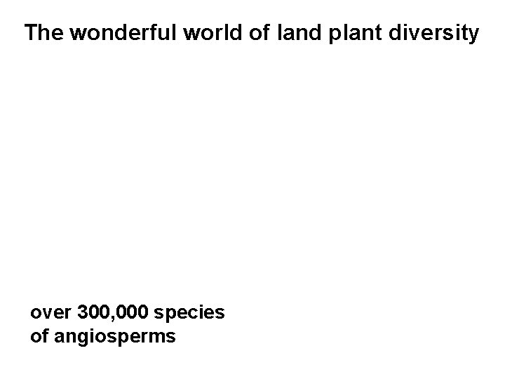 The wonderful world of land plant diversity over 300, 000 species of angiosperms 