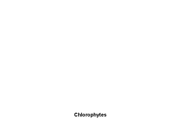 Chlorophytes 