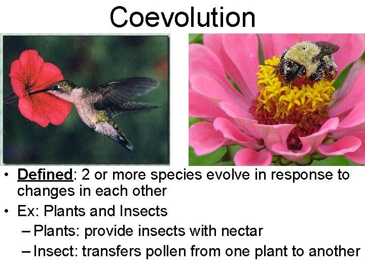 Coevolution • Defined: 2 or more species evolve in response to changes in each