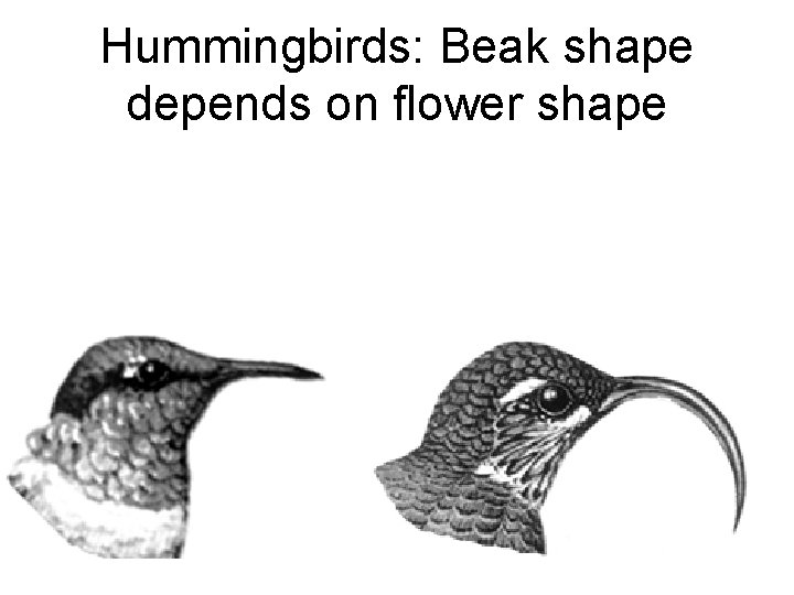 Hummingbirds: Beak shape depends on flower shape 