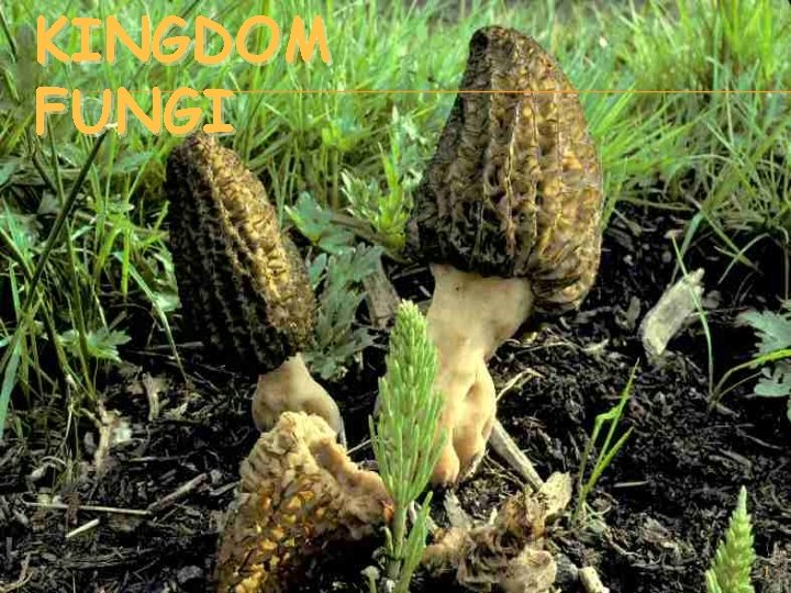 KINGDOM FUNGI 1 