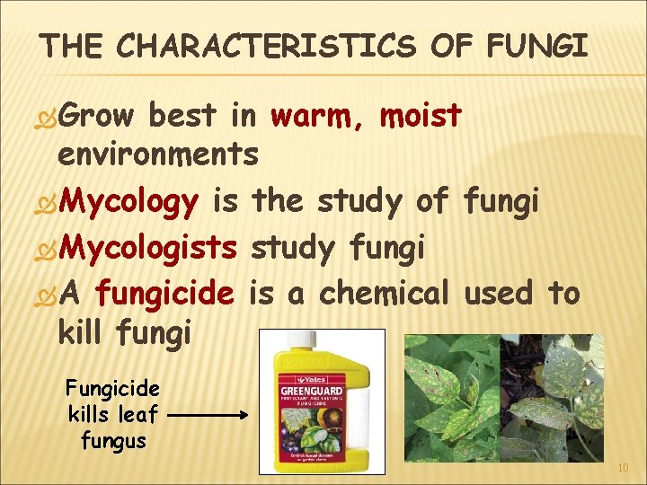 THE CHARACTERISTICS OF FUNGI Grow best in warm, moist environments Mycology is the study