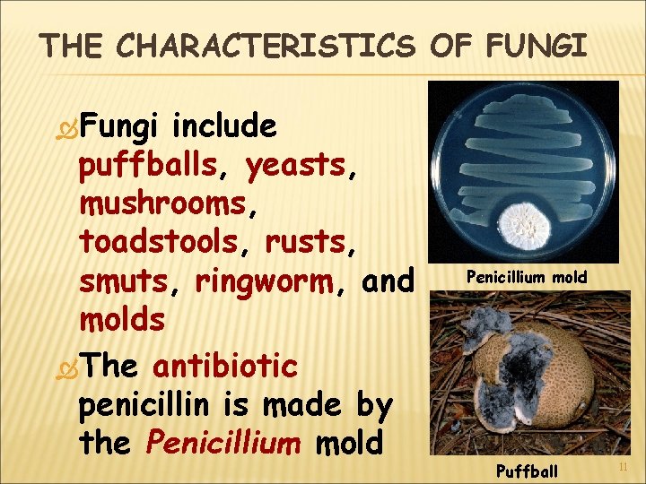 THE CHARACTERISTICS OF FUNGI Fungi include puffballs, yeasts, mushrooms, toadstools, rusts, smuts, ringworm, and