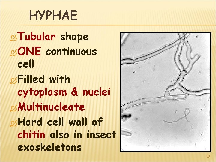 HYPHAE Tubular shape ONE continuous cell Filled with cytoplasm & nuclei Multinucleate Hard cell