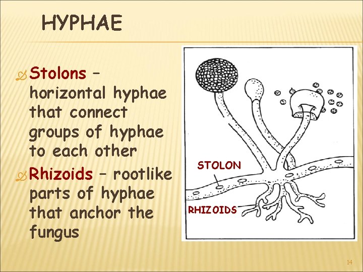 HYPHAE Stolons – horizontal hyphae that connect groups of hyphae to each other Rhizoids