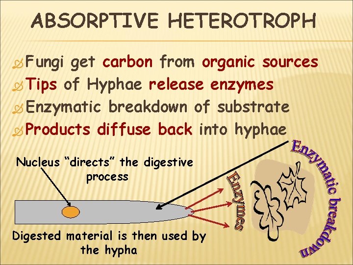 ABSORPTIVE HETEROTROPH Fungi get carbon from organic sources Tips of Hyphae release enzymes Enzymatic