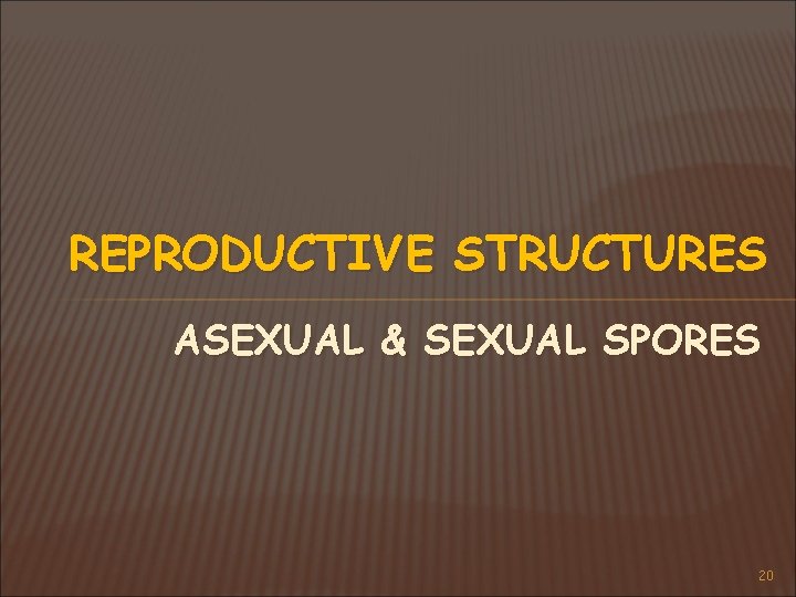 REPRODUCTIVE STRUCTURES ASEXUAL & SEXUAL SPORES 20 