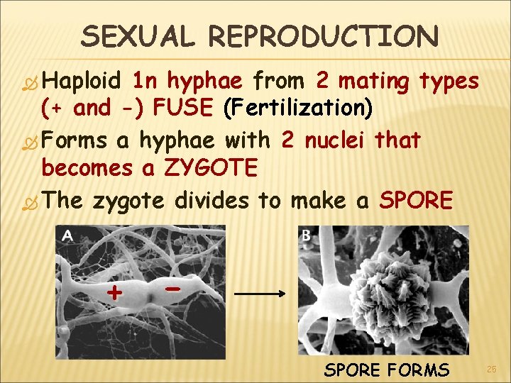 SEXUAL REPRODUCTION Haploid 1 n hyphae from 2 mating types (+ and -) FUSE