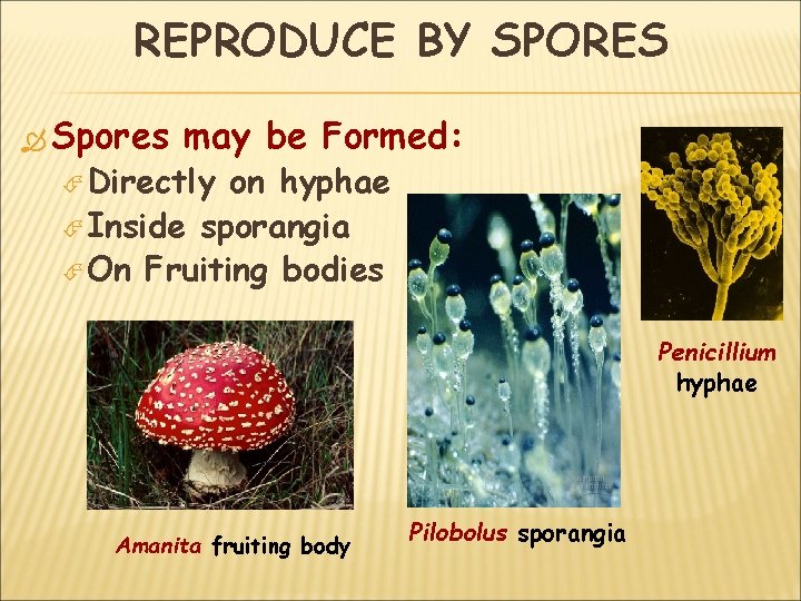 REPRODUCE BY SPORES Spores may be Formed: Directly on hyphae Inside sporangia On Fruiting