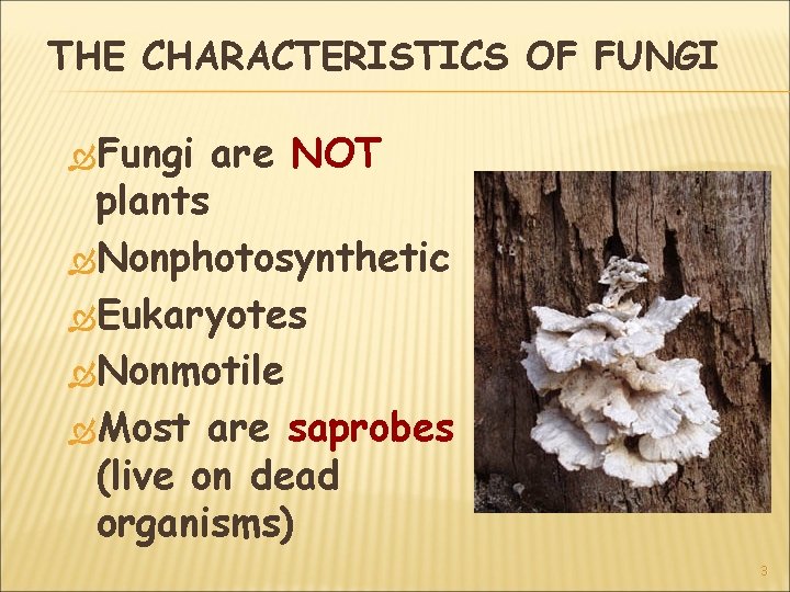 THE CHARACTERISTICS OF FUNGI Fungi are NOT plants Nonphotosynthetic Eukaryotes Nonmotile Most are saprobes