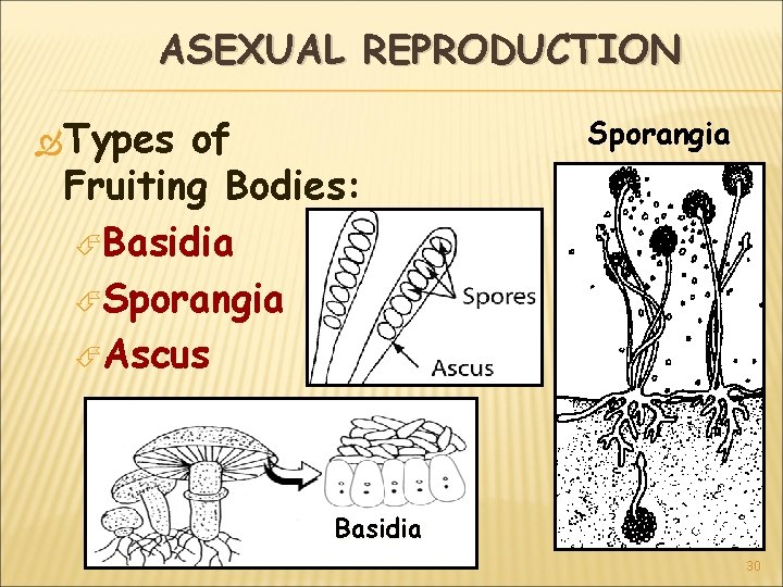 ASEXUAL REPRODUCTION Types of Fruiting Bodies: Basidia Sporangia Ascus Sporangia Basidia 30 