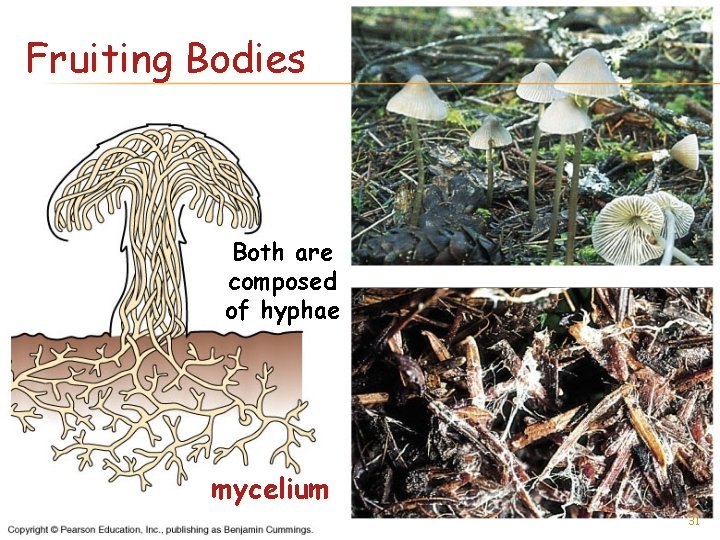 Fruiting Bodies Both are composed of hyphae mycelium 31 