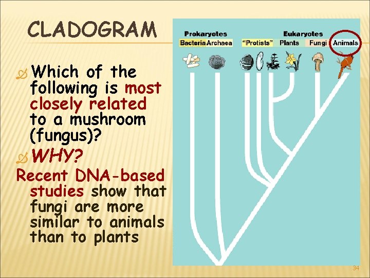 CLADOGRAM Which of the following is most closely related to a mushroom (fungus)? WHY?