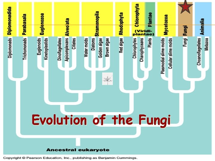 Evolution of the Fungi 