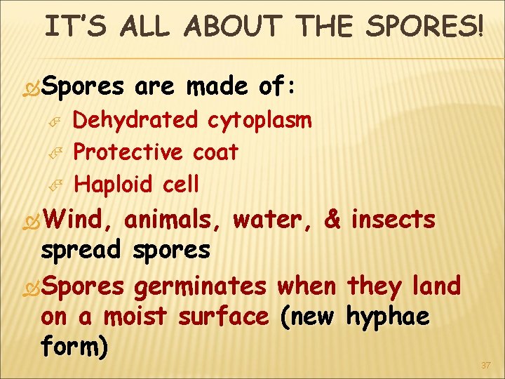 IT’S ALL ABOUT THE SPORES! Spores are made of: Dehydrated cytoplasm Protective coat Haploid