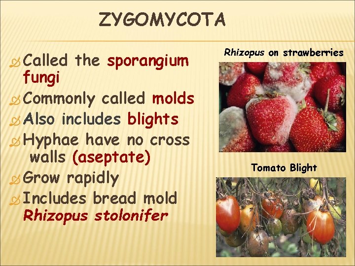 ZYGOMYCOTA Called the sporangium fungi Commonly called molds Also includes blights Hyphae have no