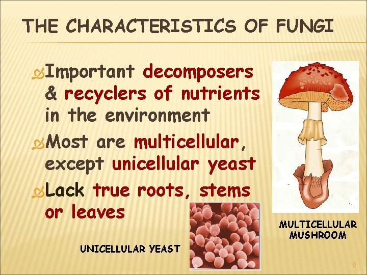 THE CHARACTERISTICS OF FUNGI Important decomposers & recyclers of nutrients in the environment Most