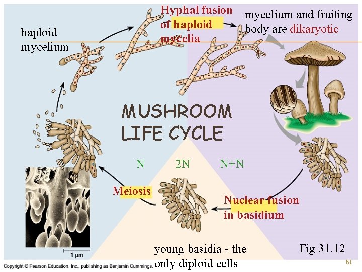 Hyphal fusion mycelium and fruiting of haploid body are dikaryotic mycelia haploid mycelium MUSHROOM