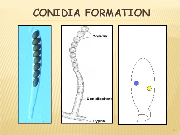 CONIDIA FORMATION 55 