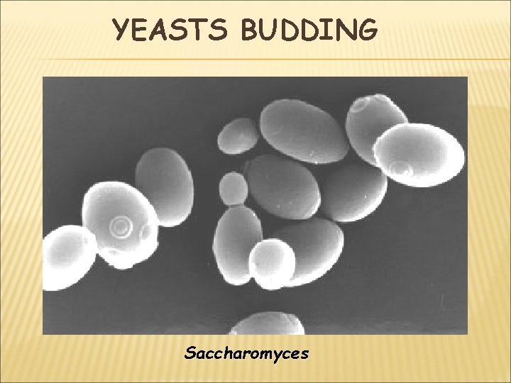 YEASTS BUDDING Saccharomyces 