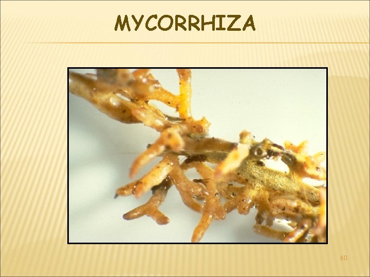 MYCORRHIZA 60 
