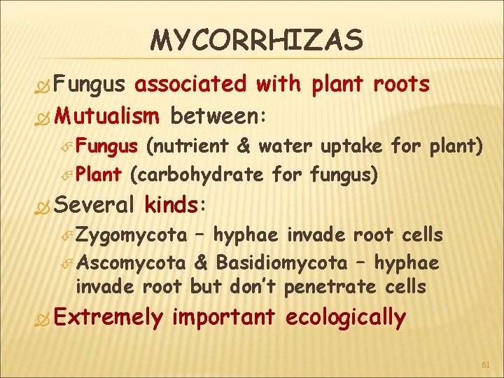 MYCORRHIZAS Fungus associated with plant roots Mutualism between: Fungus (nutrient & water uptake for