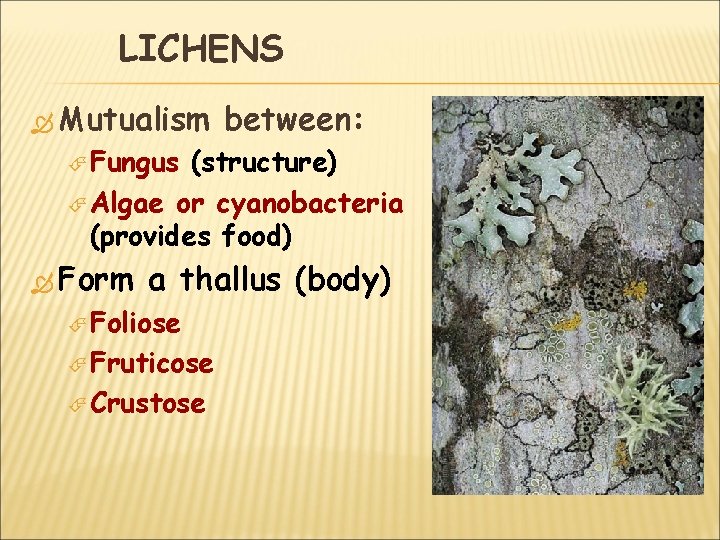 LICHENS Mutualism between: Fungus (structure) Algae or cyanobacteria (provides food) Form a thallus (body)