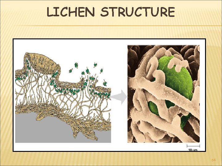 LICHEN STRUCTURE 64 