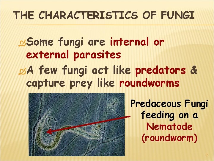 THE CHARACTERISTICS OF FUNGI Some fungi are internal or external parasites A few fungi