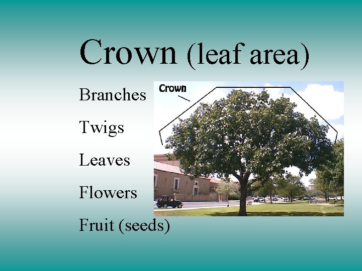 Crown (leaf area) Branches Twigs Leaves Flowers Fruit (seeds) 
