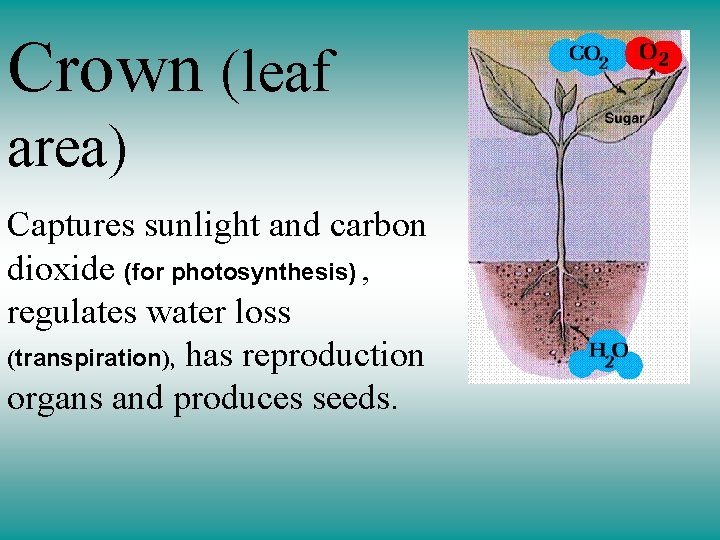 Crown (leaf area) Captures sunlight and carbon dioxide (for photosynthesis) , regulates water loss