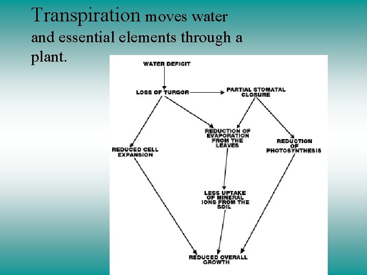 Transpiration moves water and essential elements through a plant. 