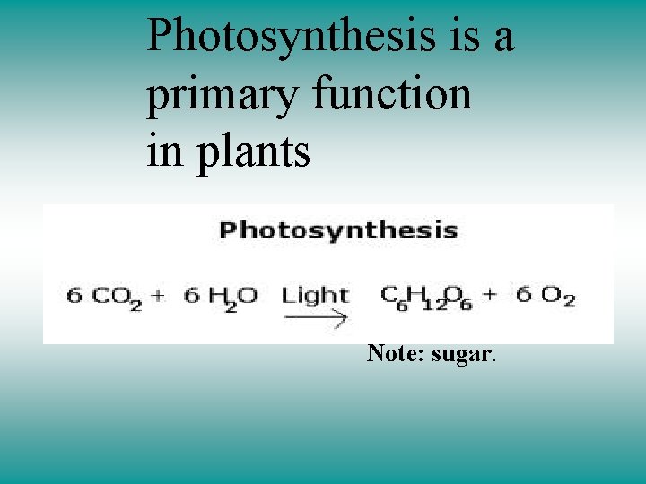 Photosynthesis is a primary function in plants CO 2 + H 2 O -----