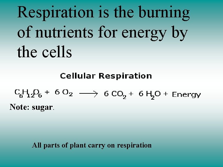 Respiration is the burning of nutrients for energy by the cells Note: sugar. All