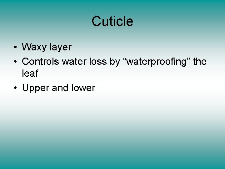 Cuticle • Waxy layer • Controls water loss by “waterproofing” the leaf • Upper