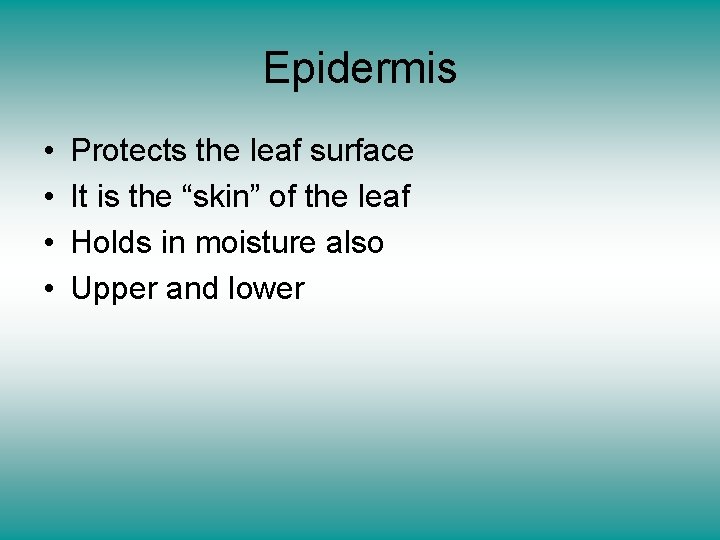 Epidermis • • Protects the leaf surface It is the “skin” of the leaf