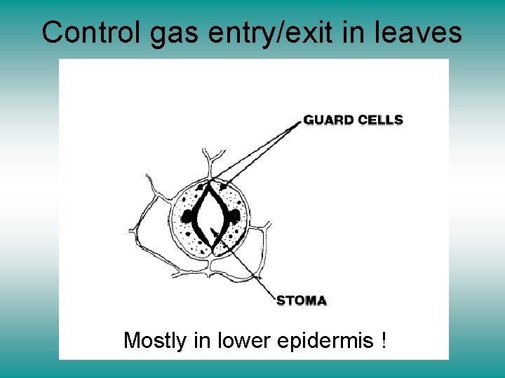Control gas entry/exit in leaves Mostly in lower epidermis ! 